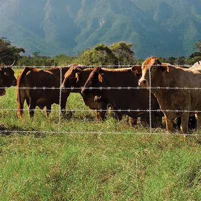 Stainless Steel Barb Wire Fence Roll